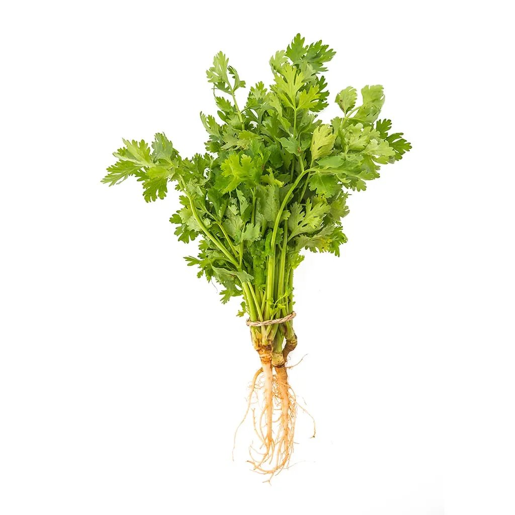 Cilantro